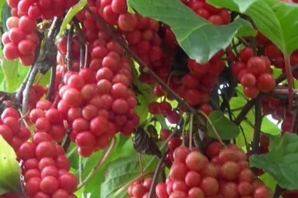 如何防治五味子日灼病，高温天气采取冷凉喷灌等措施可避免发病