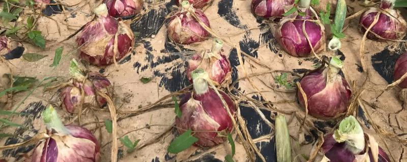 洋葱的产地