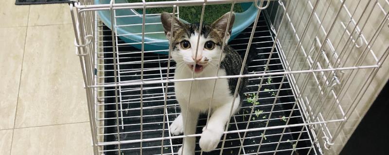 猫是放笼子养还是散养