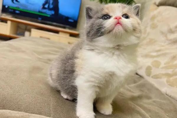 猫是放笼子养还是散养，最好是散养