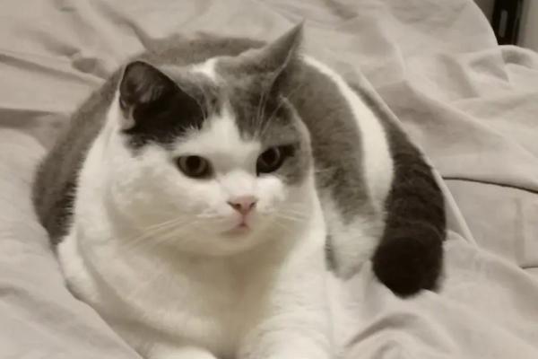 猫是放笼子养还是散养，最好是散养