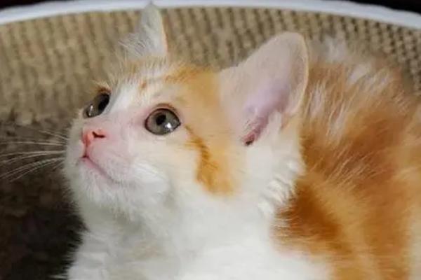 猫是放笼子养还是散养，最好是散养