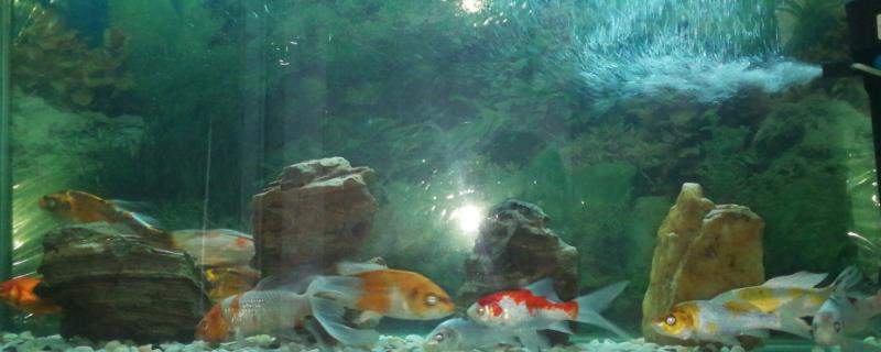 锦鲤喜欢酸性还是碱性水质