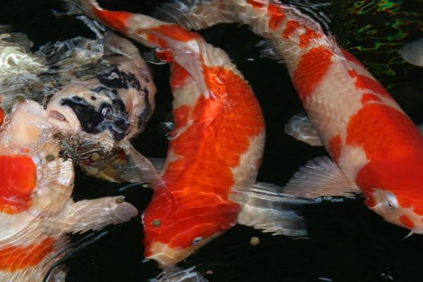 锦鲤喜欢酸性还是碱性水质，喜欢生活在弱碱性的水质中