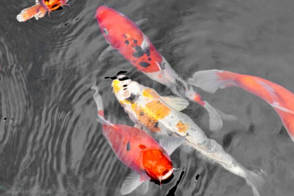 锦鲤喜欢酸性还是碱性水质，喜欢生活在弱碱性的水质中