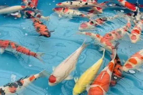 锦鲤喜欢酸性还是碱性水质，喜欢生活在弱碱性的水质中