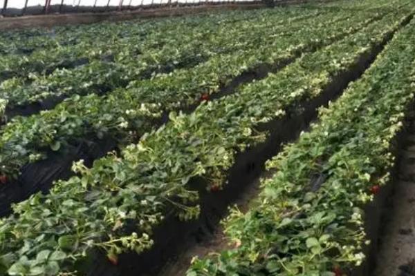 四季草莓有什么优缺点，优点是四季均可分化嫩芽、缺点是对营养的消耗量较大