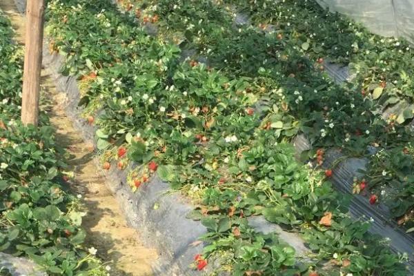 四季草莓有什么优缺点，优点是四季均可分化嫩芽、缺点是对营养的消耗量较大