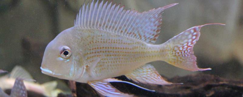 红珍珠关刀鱼好不好养