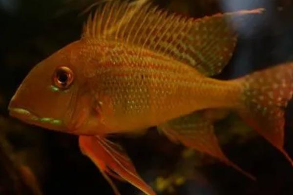 红珍珠关刀鱼好不好养，饲养难度不高适合新手