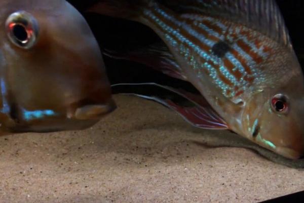 红珍珠关刀鱼好不好养，饲养难度不高适合新手