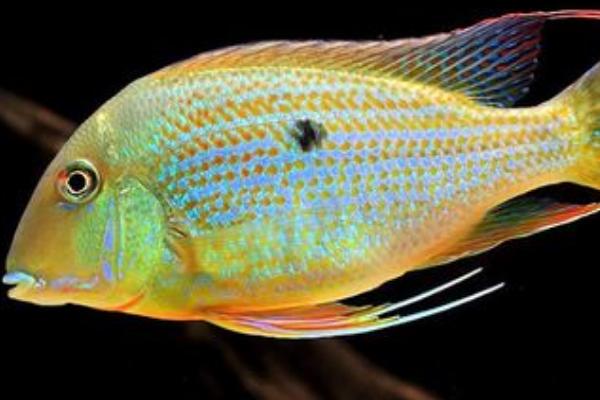 红珍珠关刀鱼好不好养，饲养难度不高适合新手