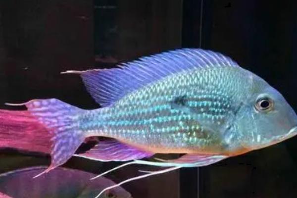 红珍珠关刀鱼好不好养，饲养难度不高适合新手