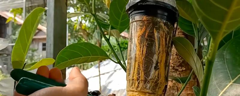 木菠萝如何高压繁殖