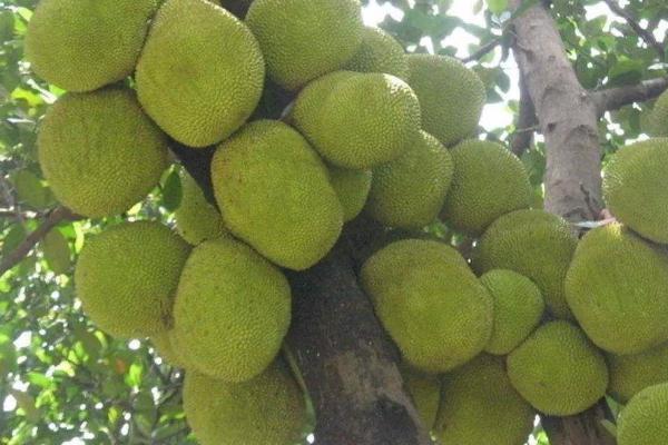 木菠萝如何高压繁殖，将枝条剥皮后再缠绕基质