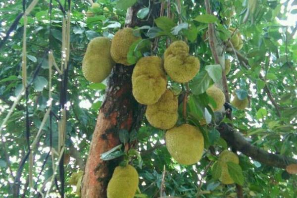 木菠萝如何高压繁殖，将枝条剥皮后再缠绕基质