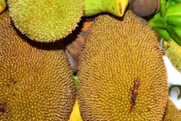 木菠萝如何高压繁殖，将枝条剥皮后再缠绕基质