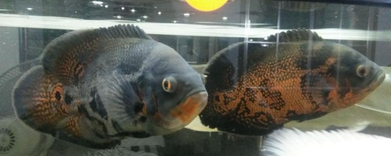 地图鱼互相咬嘴是不是在打架