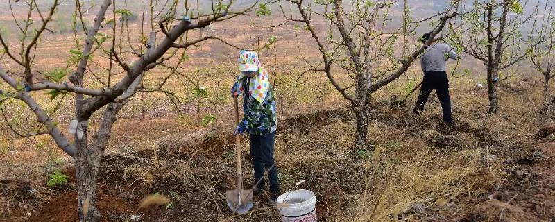 春季为何要在苹果园内追肥