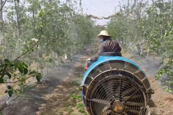 春季为何要在苹果园内追肥，原因是植株此时对养分的需求量较大