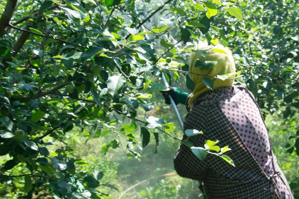 春季为何要在苹果园内追肥，原因是植株此时对养分的需求量较大