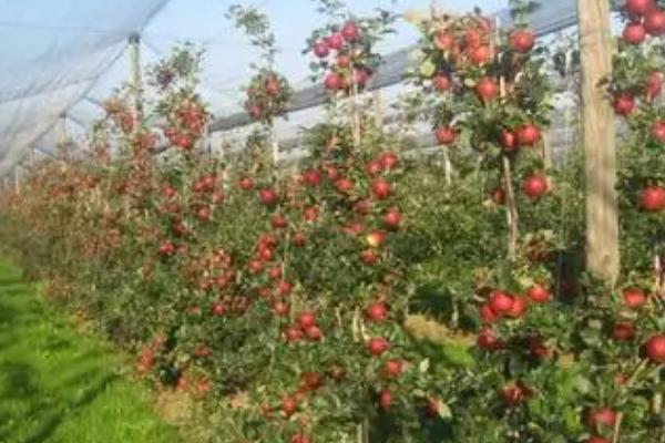 春季为何要在苹果园内追肥，原因是植株此时对养分的需求量较大