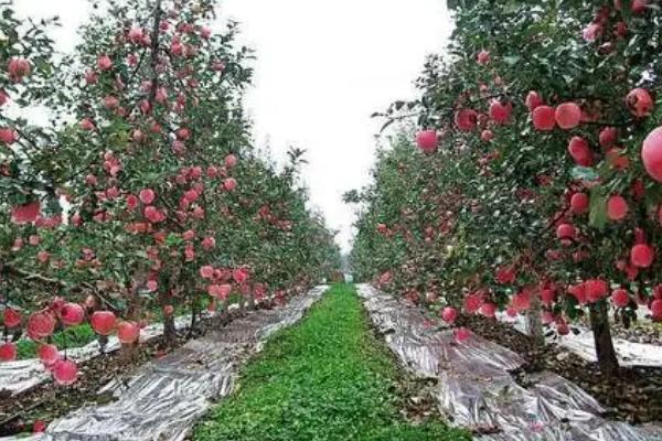 春季为何要在苹果园内追肥，原因是植株此时对养分的需求量较大