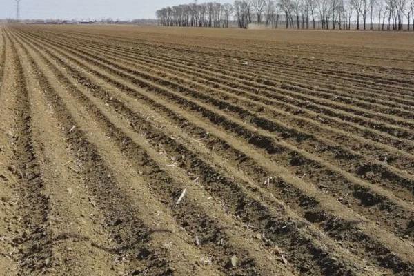 种植玉米怎么整地，可用机械进行深翻、再耙耢2-3次