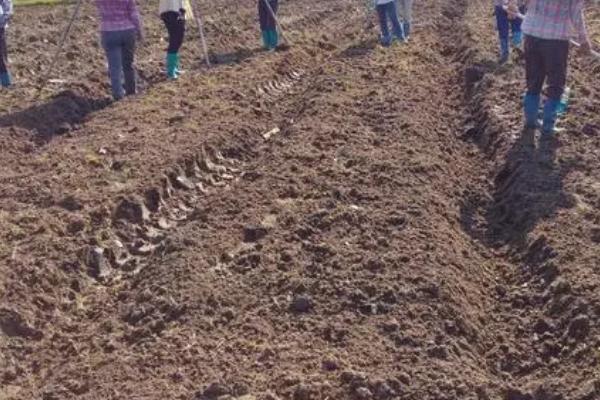 种植玉米怎么整地，可用机械进行深翻、再耙耢2-3次