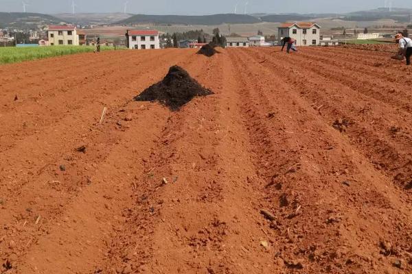 种植玉米怎么整地，可用机械进行深翻、再耙耢2-3次