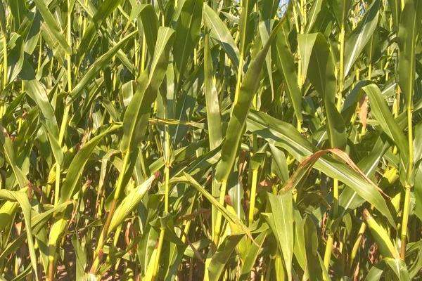 种植玉米怎么整地，可用机械进行深翻、再耙耢2-3次