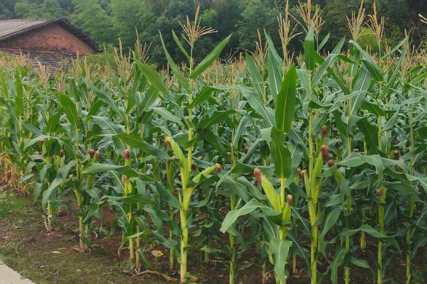 种植玉米怎么整地，可用机械进行深翻、再耙耢2-3次