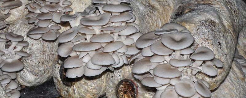 种植平菇后期怎么补水