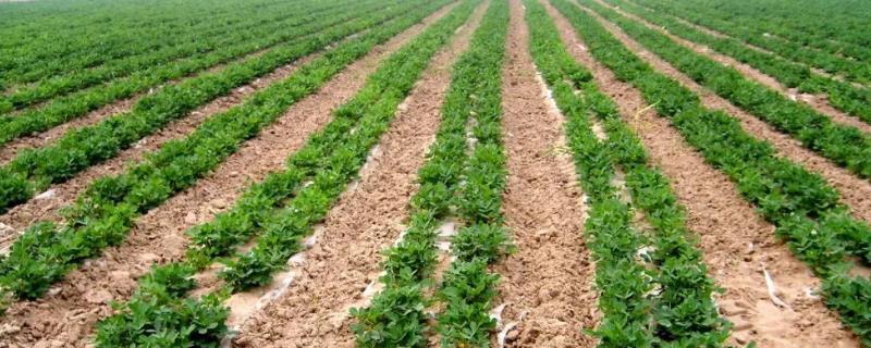 夏花生生育中期病虫害防治方法