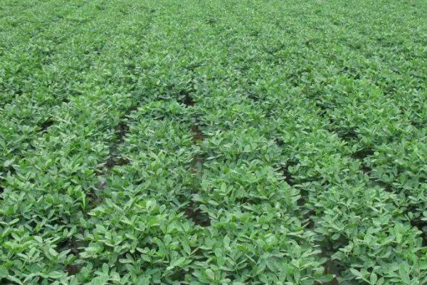 夏花生生育中期病虫害防治方法，不同病虫害的防治方法不同