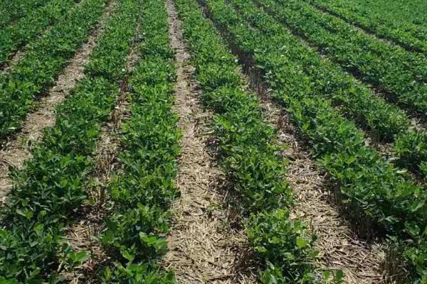 夏花生生育中期病虫害防治方法，不同病虫害的防治方法不同