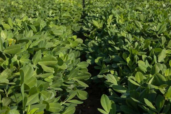 夏花生生育中期病虫害防治方法，不同病虫害的防治方法不同