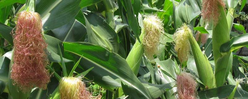 种植水果玉米如何播种