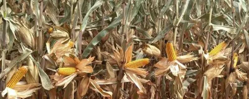 先单3号玉米种的产量表现