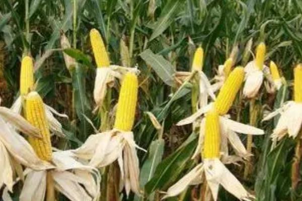 先单3号玉米种的产量表现，在2018年的生产试验中、平均亩产635公斤