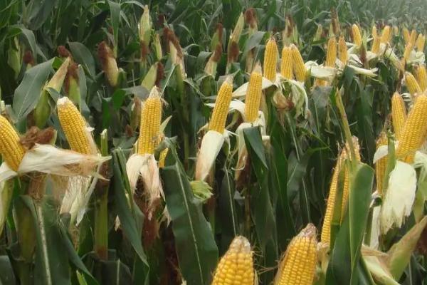 先单3号玉米种的产量表现，在2018年的生产试验中、平均亩产635公斤