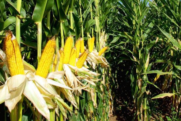 先单3号玉米种的产量表现，在2018年的生产试验中、平均亩产635公斤