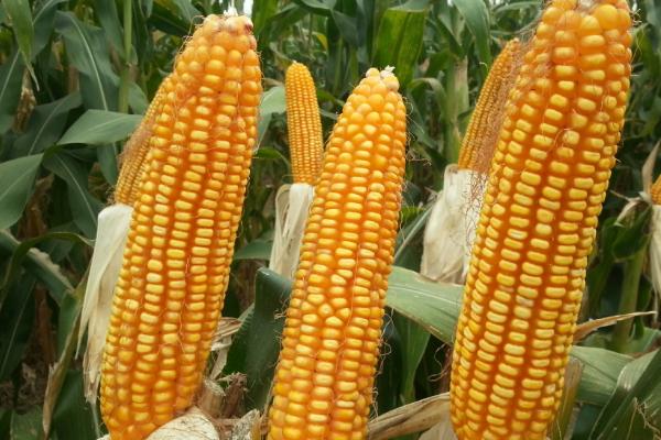 先单3号玉米种的产量表现，在2018年的生产试验中、平均亩产635公斤