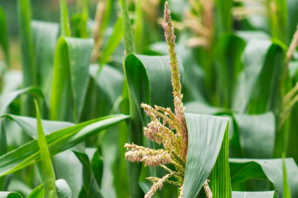 先单3号玉米种的产量表现，在2018年的生产试验中、平均亩产635公斤