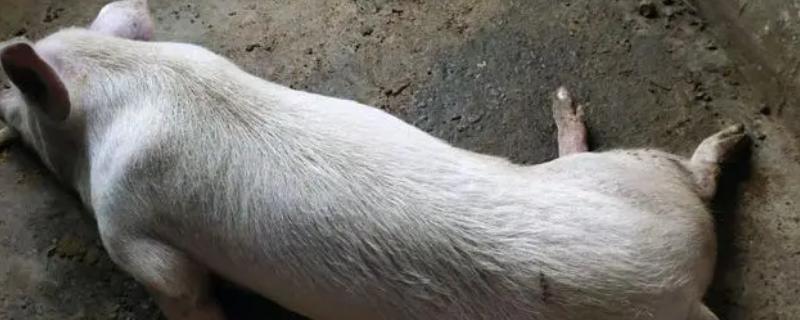 猪后腿无法站立打什么针