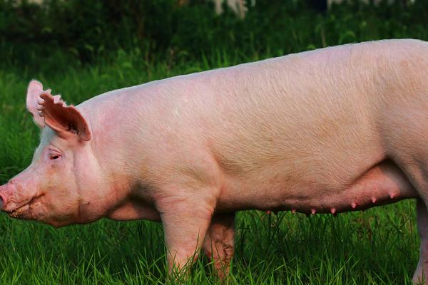 猪后腿无法站立打什么针，需根据实际情况注射对应药物