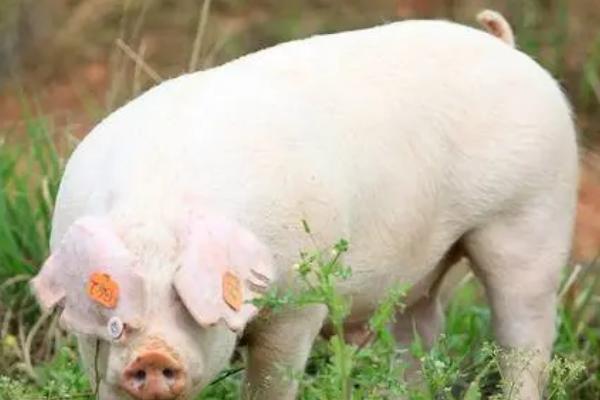 猪后腿无法站立打什么针，需根据实际情况注射对应药物