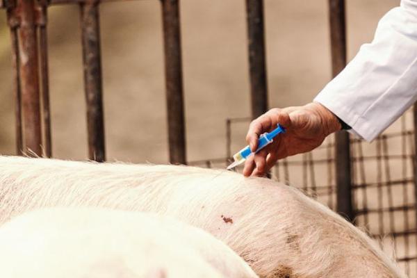 猪后腿无法站立打什么针，需根据实际情况注射对应药物