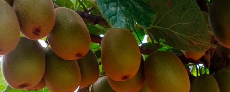 猕猴桃为何一直很硬