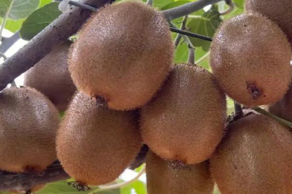 猕猴桃为何一直很硬，可能是尚未成熟、温度过低等原因所导致